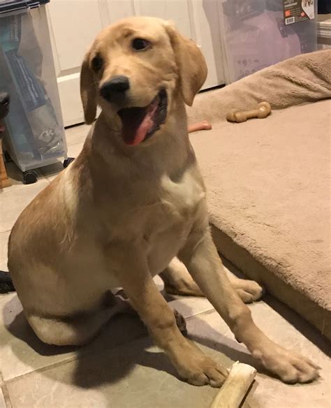 5 month labrador puppy|5 month old puppy schedule.